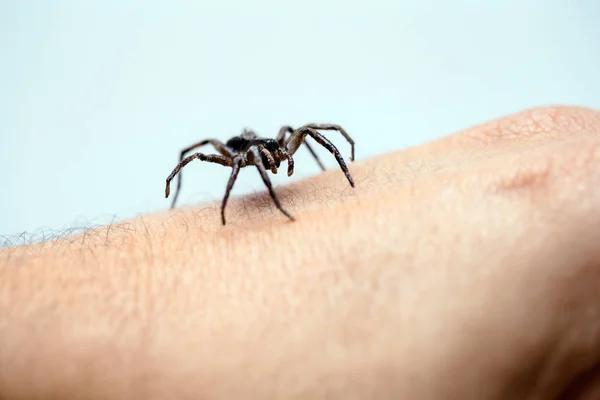 Navigating the Web of Spider Control Services in Sydney